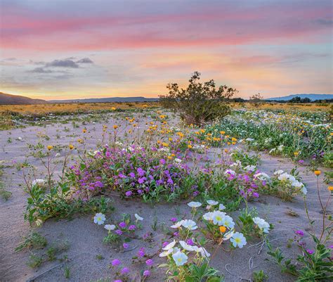 Desert Sand Verbena, Desert Sunflower, And Desert Lily Spring Bloom, Anza-borrego Desert State ...