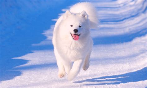 5 Things to Know About Samoyeds - Petful