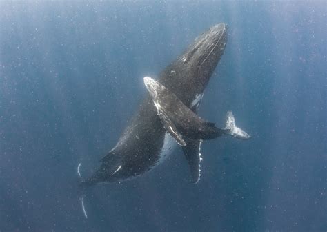 Humpback Whales 2023 Report — SDM Diving