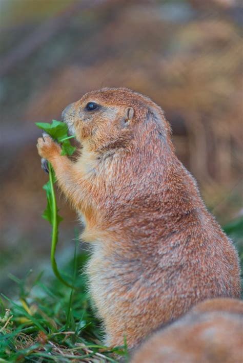 Marmot Eating A Carrot Held By Man Stock Image - Image of wildlife, alps: 20533377