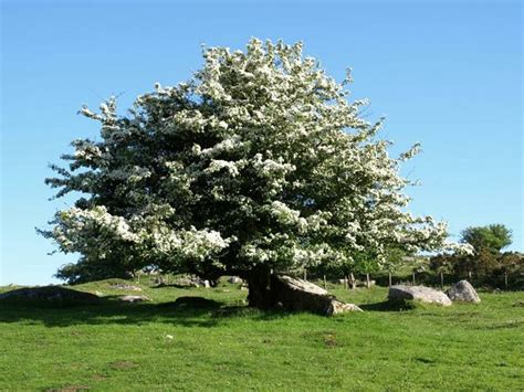 ESPINO ALBAR, TODO DEL ÁRBOL DE LA FAMILIA DE LAS ROSÁCEAS