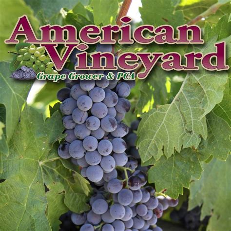 American Vineyard Magazine