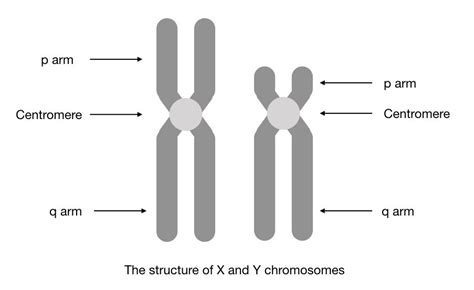 Are YY Chromosomes Possible? – KaryotypingHub