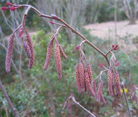 Tag Alder - Alnus serrulata | Native plants, Plant identification, Plants