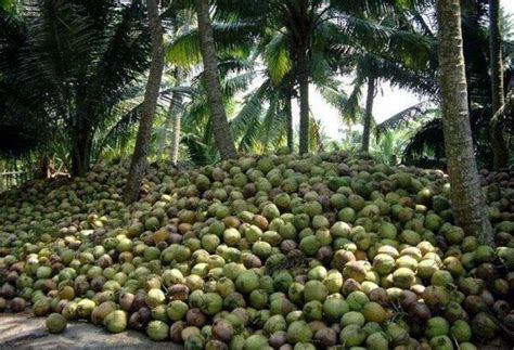 Nigerian Entrepreneurs Push For Coconut Farming — OsunDefenderOsunDefender