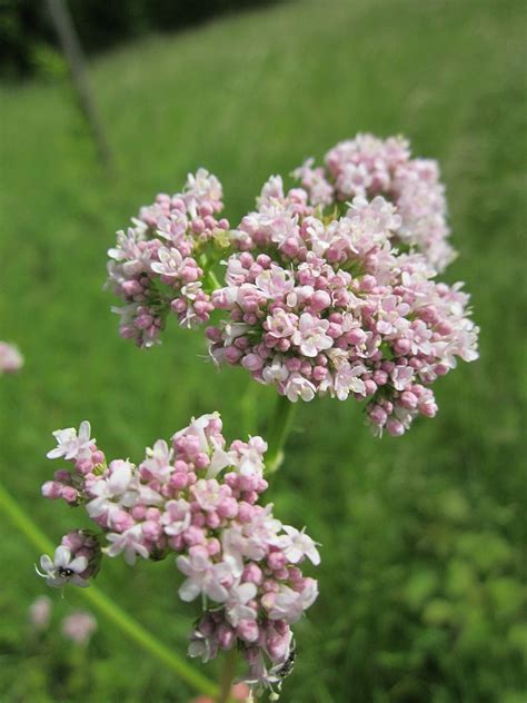 VALERIAN ROOT - Dial Herbs