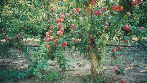 Peach tree fertilizer – Haifa ... Winter Injuries, Plant Tissue, Peach ...