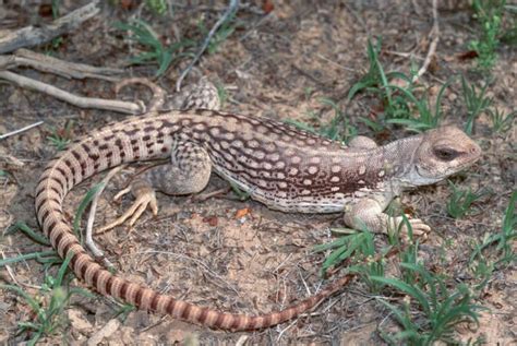 Desert iguana - Alchetron, The Free Social Encyclopedia