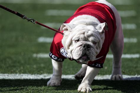 Georgia unveils English bulldog puppy Boom as new Uga mascot | AP News