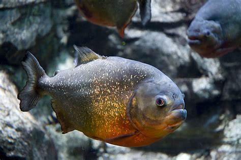 Red-bellied piranha - Wikipedia