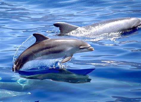 Playa Delfines es certificada como Blue Flag