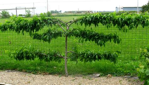 How to Espalier Fruit Trees - Stark Bro's