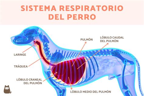 Sistema respiratorio del perro y sus partes - GUÍA COMPLETA (con imágenes)