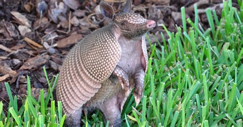 Reasons Why Armadillo Is Not A Good Pet - The Buzz Land