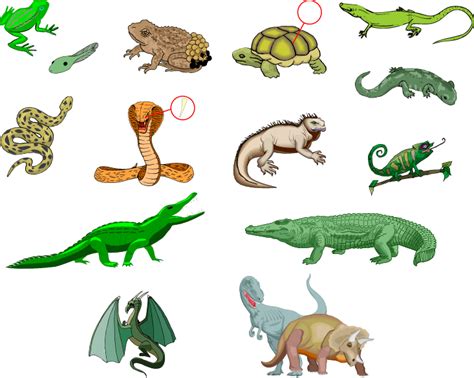 Animales Vertebrados: Reptiles