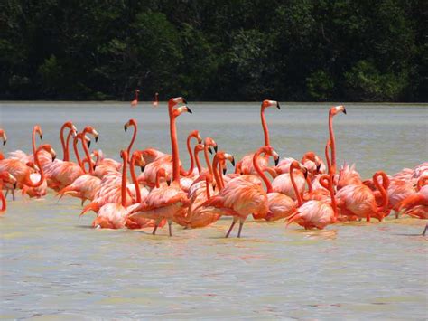 The Travelling Lindfields: The flamingos of Celestun, Mexico ...