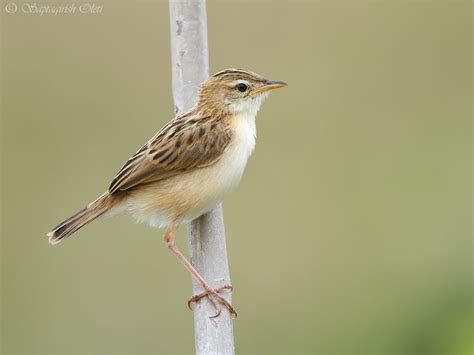 Zitting cisticola - Alchetron, The Free Social Encyclopedia