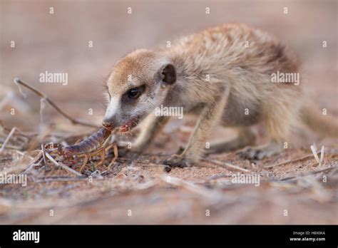 Young Meerkat eating a Scorpion - Kalahari South Africa Stock Photo - Alamy