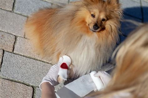 How To Help a Bleeding Dog | Lithia Springs Emergency Vet