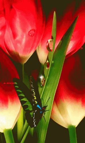 Tulip GIF - Tulip - Discover & Share GIFs