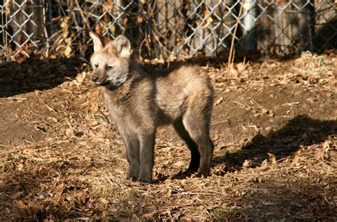 Maned wolf pups are awwdorable! : r/aww