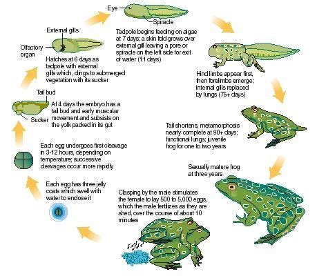 life cycle frog - Google Search | Amphibians, Amphibian life cycle ...