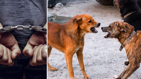 Carlos Villaseñor criaba perros de pelea en el norte de California para ...