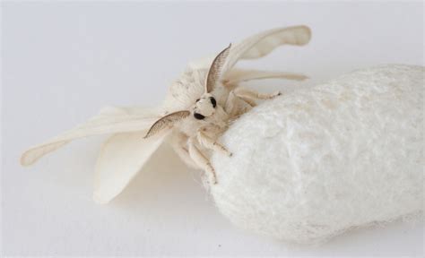 Can Moths Make Silk? - mothinfo.com