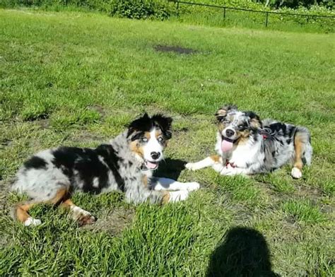 Bernese Mountain Dog Australian Shepherd Mix Facts