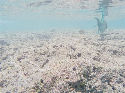 A Guide To Snorkeling At Hanauma Bay On Oahu, Hawaii