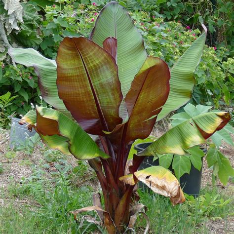 Ensete ventricosum Maurelii - Bananier d'Abyssinie à feuillage pourpre