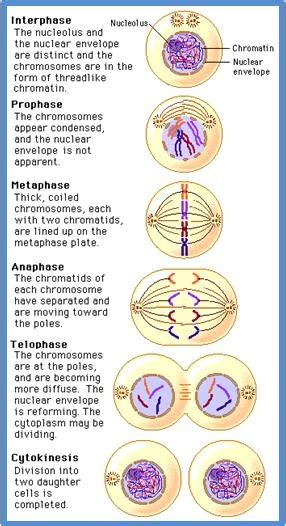 Mitosis and Cytokinesis: Mitosis and Cytokinesis