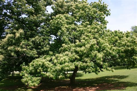 Starting A Dunstan Chestnut Orchard | Walter Reeves: The Georgia Gardener