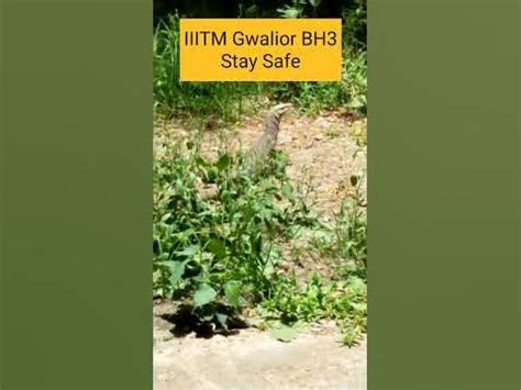 ABV-IIITM Campus Gwalior Boys Hostel 3 - YouTube