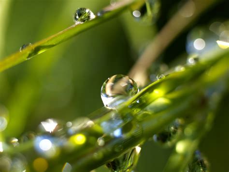 Rain drops Wallpaper Plants Nature Wallpapers in jpg format for free ...