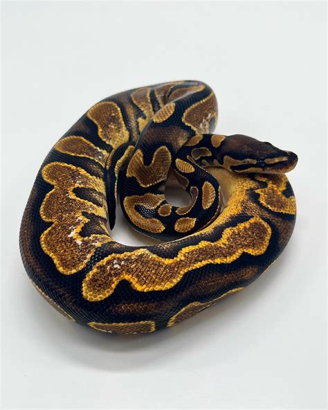 Calico Ball Python 🐍 : r/ballpython