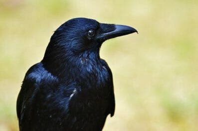 120+ Best Raven Names - Best Ways To Name Your Pet Raven - PetPress