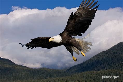 "Majestic Flying Eagle" by printscapes | Redbubble