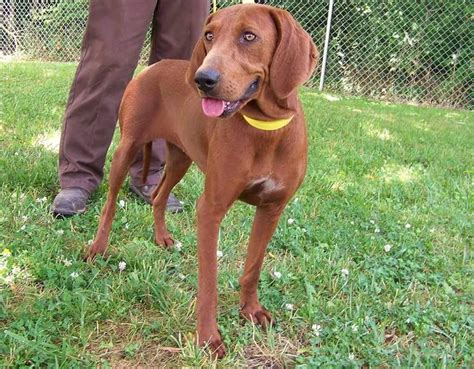 Redbone Coonhound Puppies For Sale | Sweetwater, TN #145345