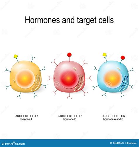 Hormones, Receptors and Target Cells Stock Vector - Illustration of diabetes, care: 146485677