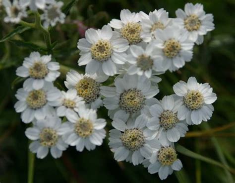 Achillea ptarmica, Sneezewort: identification, distribution, habitat