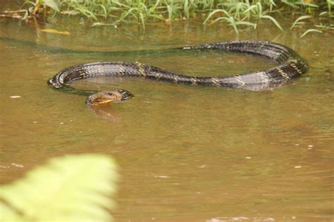 Facts About Snakes | Facts About Snakes In India (2022)