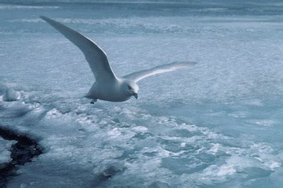 Thumbnails - Skua - adults 2 - Free use pictures of Antarctica