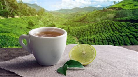 Seven amazing benefits associated with Assam green tea - 24 Mantra Organic