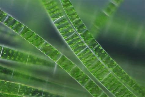 Algae's ability to photosynthesise boosted by light-harvesting plastic ...