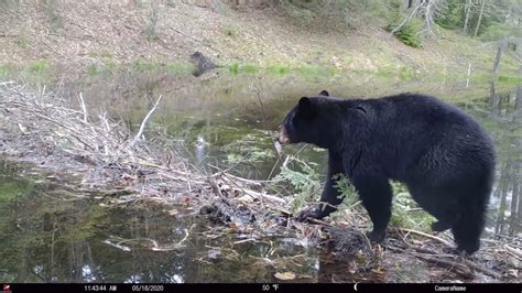 Wildlife at Beaver Dam - Crossing and Scenting - YouTube