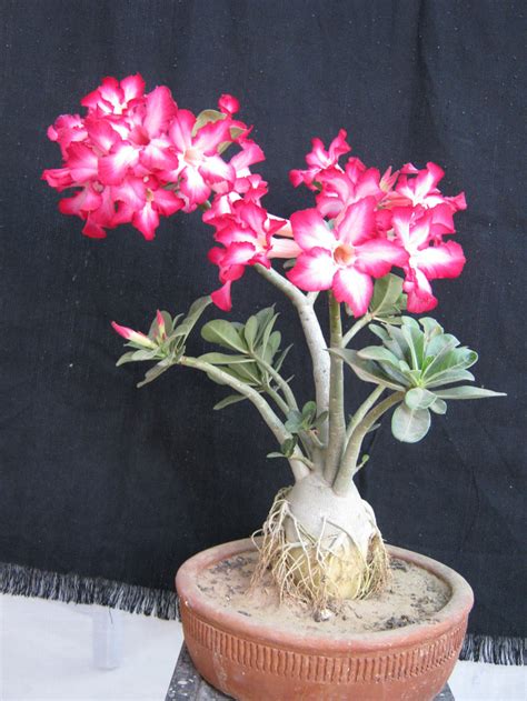 Adenium Bonsai Obesum Desert Rose Rajasthan Jaipur