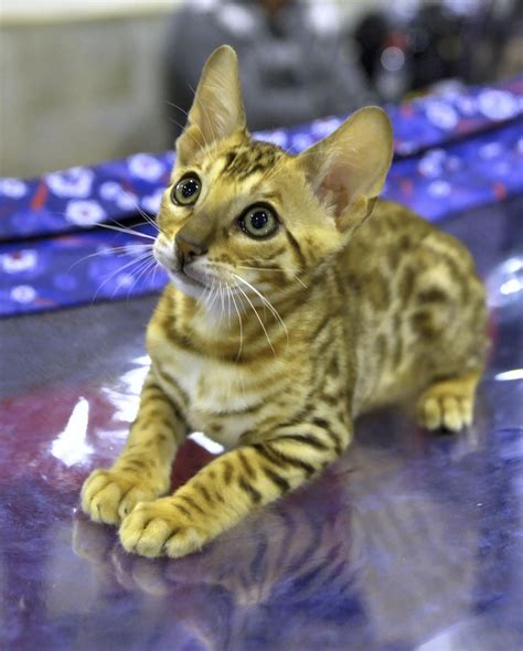 Bengal Cats For Adoption In Pa | Care About Cats