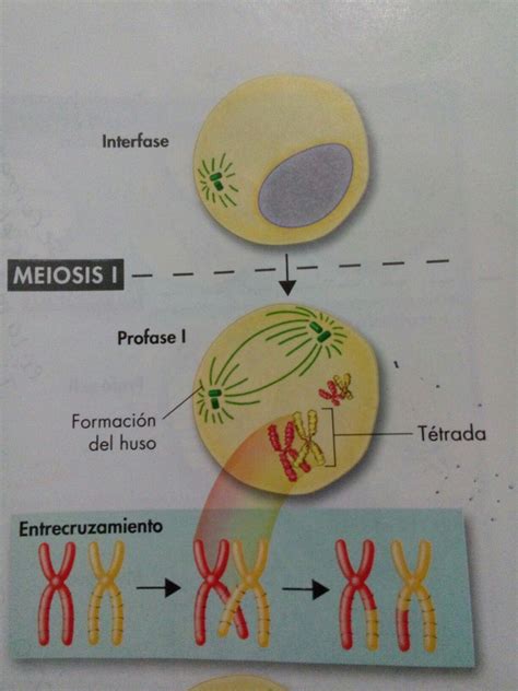 Profase De La Meiosis - Masamo