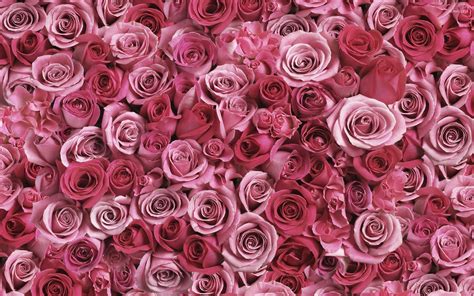 A lot of pink roses wallpaper - Flower wallpapers - #53638